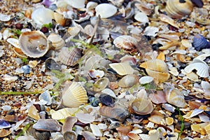 Colored shells on the beach. Shells background