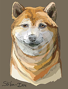 Colored Shiba Inu vector portrait