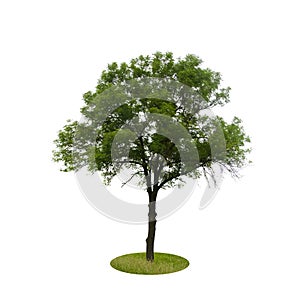 Colored Silhouette Tree Isolated on White