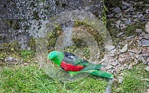 Singing parakeets sit