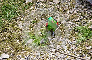 Singing parakeets sit