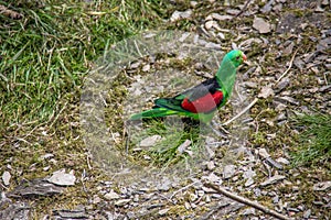Singing parakeets sit