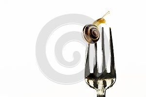 Snail on a fork on a white isolated background