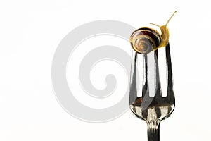 Snail on a fork on a white isolated background