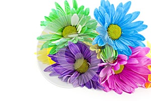 Colored Spring Daisies