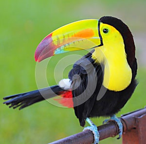 Colored Toucan. Keel Billed Toucan