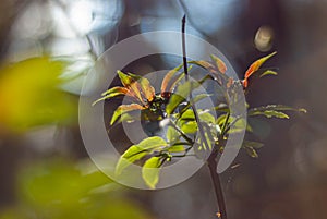 colored tree leaves, lit by the sun