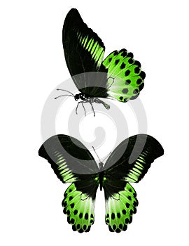 Colored tropical butterfly with dots on wings in two projections isolated on a white background