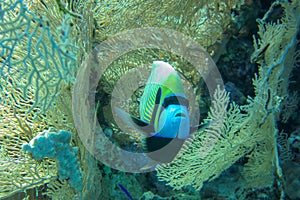 Colored tropical fish Emperor Angelfish among huge soft corals Alcyonacea Gorgonia Gorgonacea. Pomacanthus imperator in Red Sea.