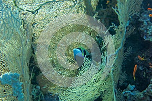 Colored tropical fish Emperor Angelfish among huge soft corals Alcyonacea Gorgonia Gorgonacea. Pomacanthus imperator in Red Sea.