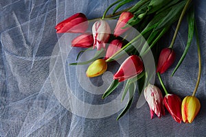 Colored tulips on abstract background