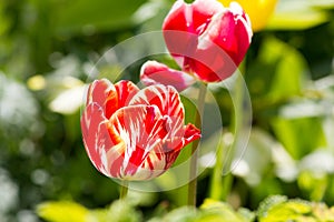 Colored tulips on a beautiful spring in a flower bed