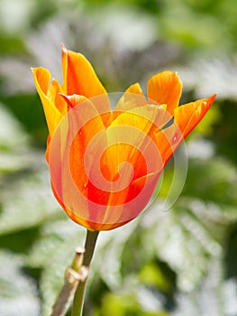 Colored tulips on a beautiful spring in a flower bed