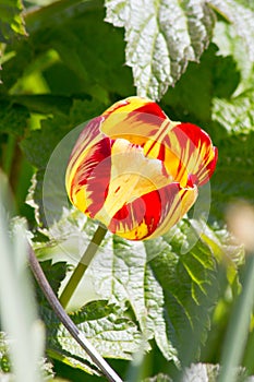 Colored tulips on a beautiful spring in a flower bed