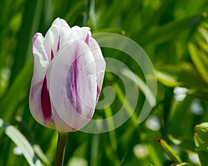 Colored tulips on a beautiful spring in a flower bed