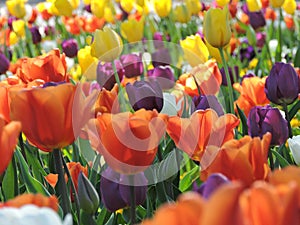 Colored tulips blooming in spring in a german city park.