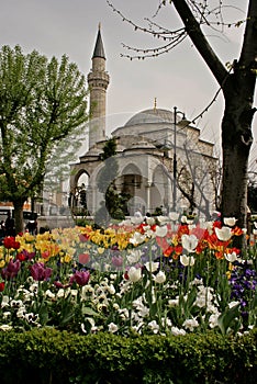 Colored tulips and Blue Mosque is in the back, at Istanbul Tulips Festival, Turkey