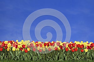 Colored tulips and blue sky