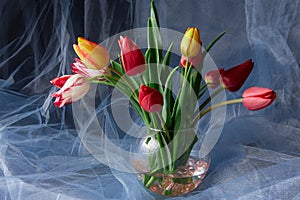 Colored tulips in glass vase on abstract background