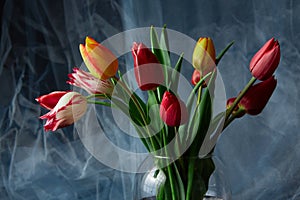 Colored tulips in glass vase on abstract background