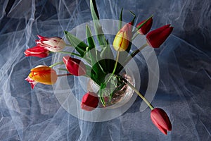 Colored tulips in glass vase on abstract background