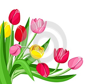 vector colored tulips. photo