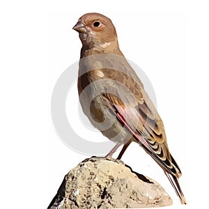 The colored vector illustration of Asian crimson-winged finch white background , Rhodopechys sanguineus