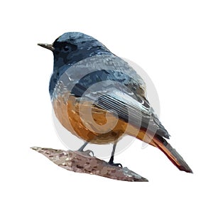 The colored vector illustration of black redstart bird in white background , Phoenicurus ochruros