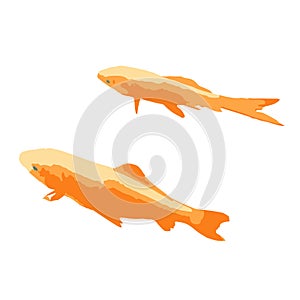 The colored vector illustration of gold fish isolated in white background