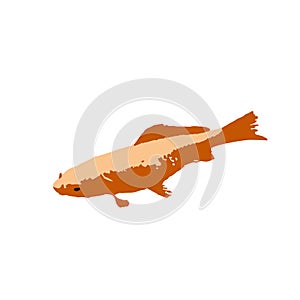The colored vector illustration of gold fish isolated in white background