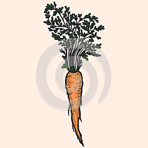 Colored vegetable, carrot. Line art sketch picture. Hand drawn.