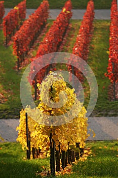 Colored vineyard