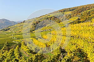 Colored Vineyards near Duernstein on a sunny day in autumn