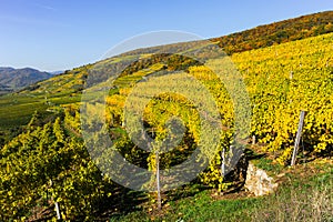 Colored Vineyards near Duernstein on a sunny day in autumn