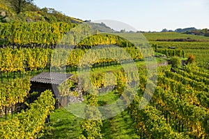 Colored Vineyards near Duernstein on a sunny day in autumn