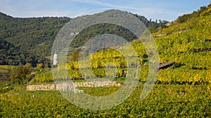 Colored Vineyards near Duernstein on a sunny day in autumn