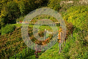 Colored Vineyards near Duernstein on a sunny day in autumn