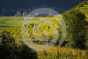 Colored Vineyards near Duernstein on a sunny day in autumn