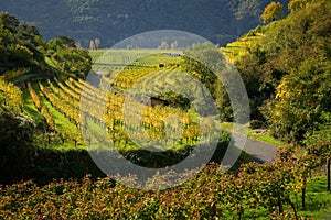 Colored Vineyards near Duernstein on a sunny day in autumn