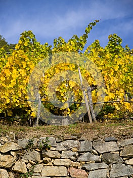 Colored Vineyards near Duernstein on a sunny day in autumn