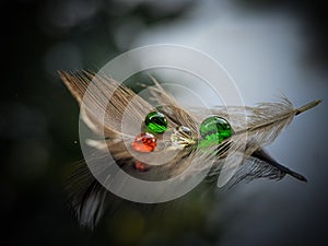 Colored water drops on the feather