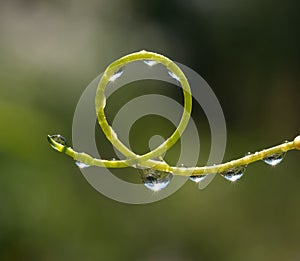 Colored water drops on leaf