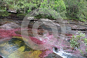 Colored Waters Cano Cristales Colombia