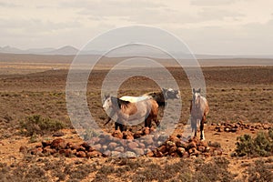 Colored winter misty landscape photo of wild horses in a field.