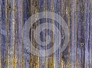 Colored wooden background from boards. Wooden boards from an old fence. Blue and yellow beautiful wood texture.