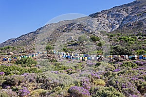 Colored wooden hives among thyme flowers