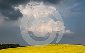 Colored yellow blossoming field. Summer landscape with storm clouds.