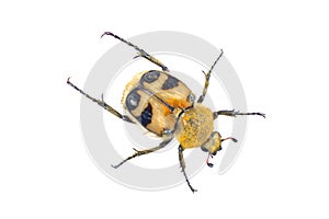Colored yellow bug on a white background