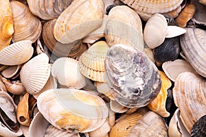 Colorfool seashells background photo