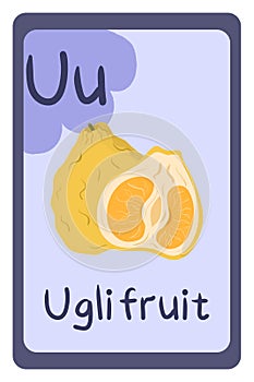 Colorful abc education flash card, Letter U - uglifruit.